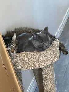 cats for rehoming - Photo 4