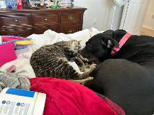 cats for rehoming - Photo 5