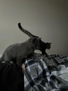 cats for rehoming - Photo 6
