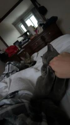 cats for rehoming - Photo 7