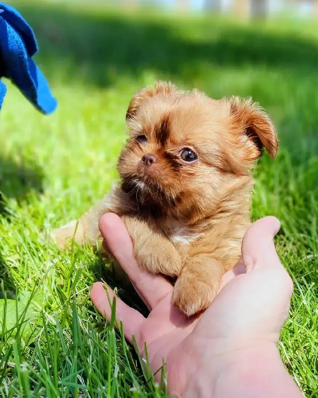 Gorgeous Shihtzu Puppies