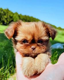 Gorgeous Shihtzu Puppies - Photo 2