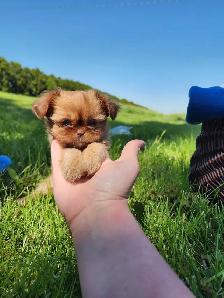 Gorgeous Shihtzu Puppies - Photo 3