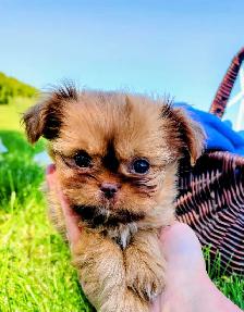 Gorgeous Shihtzu Puppies - Photo 4