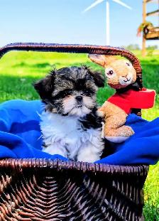 Gorgeous Shihtzu Puppies - Photo 5