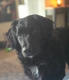 Free to loving home Golden doodle dog