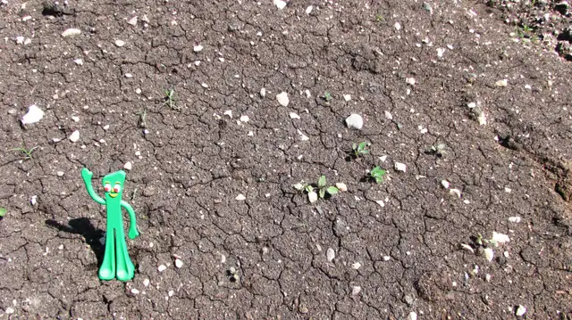 CLEAN FILL - YARD SCRAPINGS - MOSTLY SOIL - 3036 Main Street