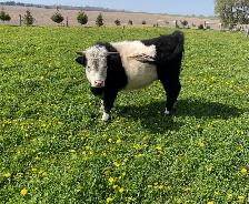 Galloway/Hereford Heifer