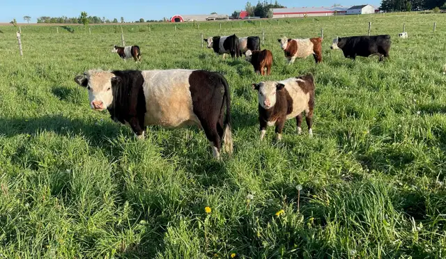 Hereford/Galloway Cow with Calf