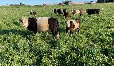 Hereford/Galloway Cow with Calf