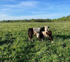Hereford/Galloway Cow with Calf - Photo 2