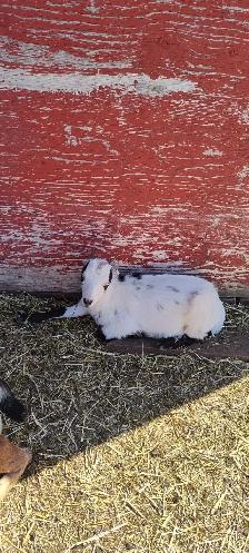 Variety of Goats for sale