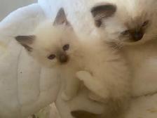 GORGEOUS BABY BICOLOR WHITEMITTED RAGDOLLS - Photo 8