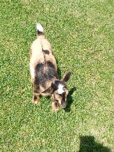 Purebred Nigerian Dwarf Bucklings - Registerable - Photo 2
