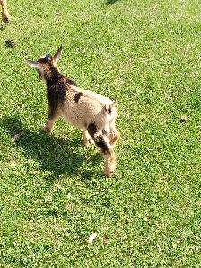 Purebred Nigerian Dwarf Bucklings - Registerable - Photo 3