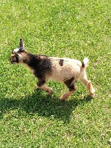 Purebred Nigerian Dwarf Bucklings - Registerable - Photo 5