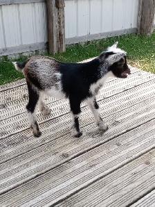 Purebred Nigerian Dwarf Bucklings - Registerable - Photo 6
