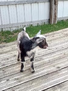Purebred Nigerian Dwarf Bucklings - Registerable - Photo 7