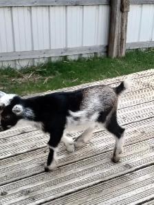 Purebred Nigerian Dwarf Bucklings - Registerable - Photo 8