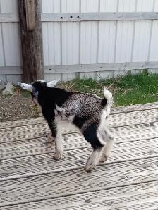 Purebred Nigerian Dwarf Bucklings - Registerable - Photo 9