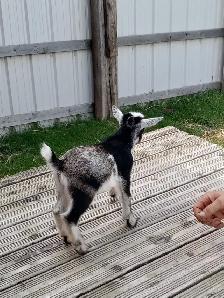 Purebred Nigerian Dwarf Bucklings - Registerable - Photo 10