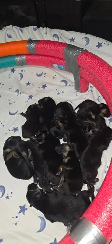 Long Haired German Shepherd Puppies