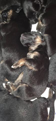 Long Haired German Shepherd Puppies - Photo 2
