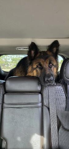 Long Haired German Shepherd Puppies - Photo 7