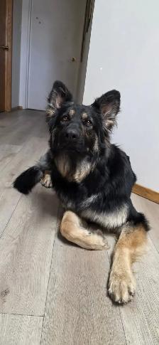 Long Haired German Shepherd Puppies - Photo 8