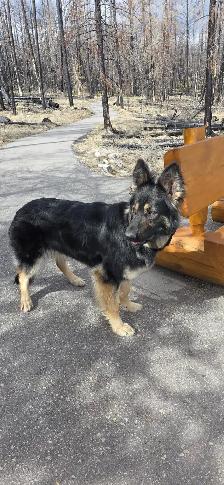 Long Haired German Shepherd Puppies - Photo 9