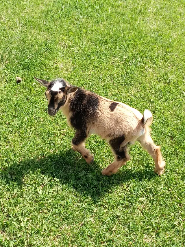 Purebred Nigerian Dwarf Buckling - Tickity Boo Farm