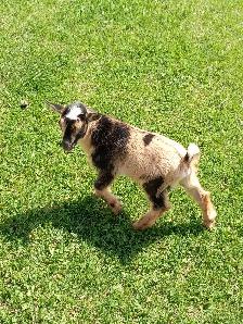 Purebred Nigerian Dwarf Buckling - Tickity Boo Farm