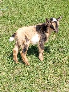 Purebred Nigerian Dwarf Buckling - Tickity Boo Farm - Photo 2