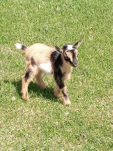 Purebred Nigerian Dwarf Buckling - Tickity Boo Farm - Photo 4
