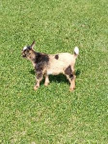 Purebred Nigerian Dwarf Buckling - Tickity Boo Farm - Photo 6