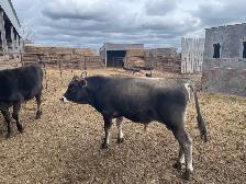 Cattle for sale