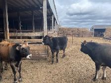 Cattle for sale - Photo 2
