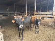 Cattle for sale - Photo 3
