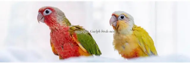 ❤️⭐❤️ BABY Conure❤️ with Cage and Food❤️⭐❤️