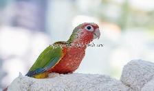 ❤️⭐❤️ BABY Conure❤️ with Cage and Food❤️⭐❤️ - Photo 2