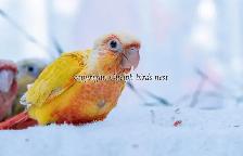 ❤️⭐❤️ BABY Conure❤️ with Cage and Food❤️⭐❤️ - Photo 3