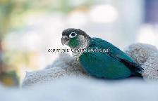 ❤️⭐❤️ BABY Conure❤️ with Cage and Food❤️⭐❤️ - Photo 4