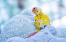❤️⭐❤️ BABY Conure❤️ with Cage and Food❤️⭐❤️ - Photo 6