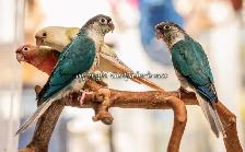 ❤️⭐❤️ BABY Conure❤️ with Cage and Food❤️⭐❤️ - Photo 7