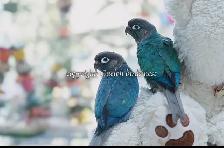 ❤️⭐❤️ BABY Conure❤️ with Cage and Food❤️⭐❤️ - Photo 8