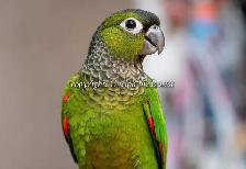 ❤️⭐❤️ BABY Conure❤️ with Cage and Food❤️⭐❤️ - Photo 9