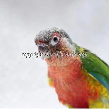 ❤️⭐❤️ BABY Conure❤️ with Cage and Food❤️⭐❤️ - Photo 10