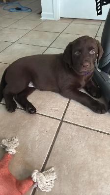 Labrador brun chiot femelle prête maintenant