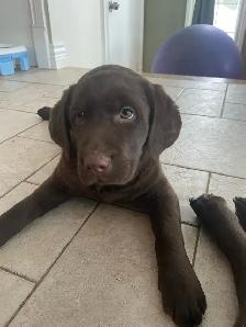 Labrador brun chiot femelle prête maintenant - Photo 2