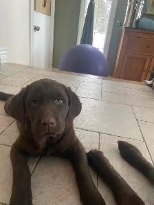 Labrador brun chiot femelle prête maintenant - Photo 3